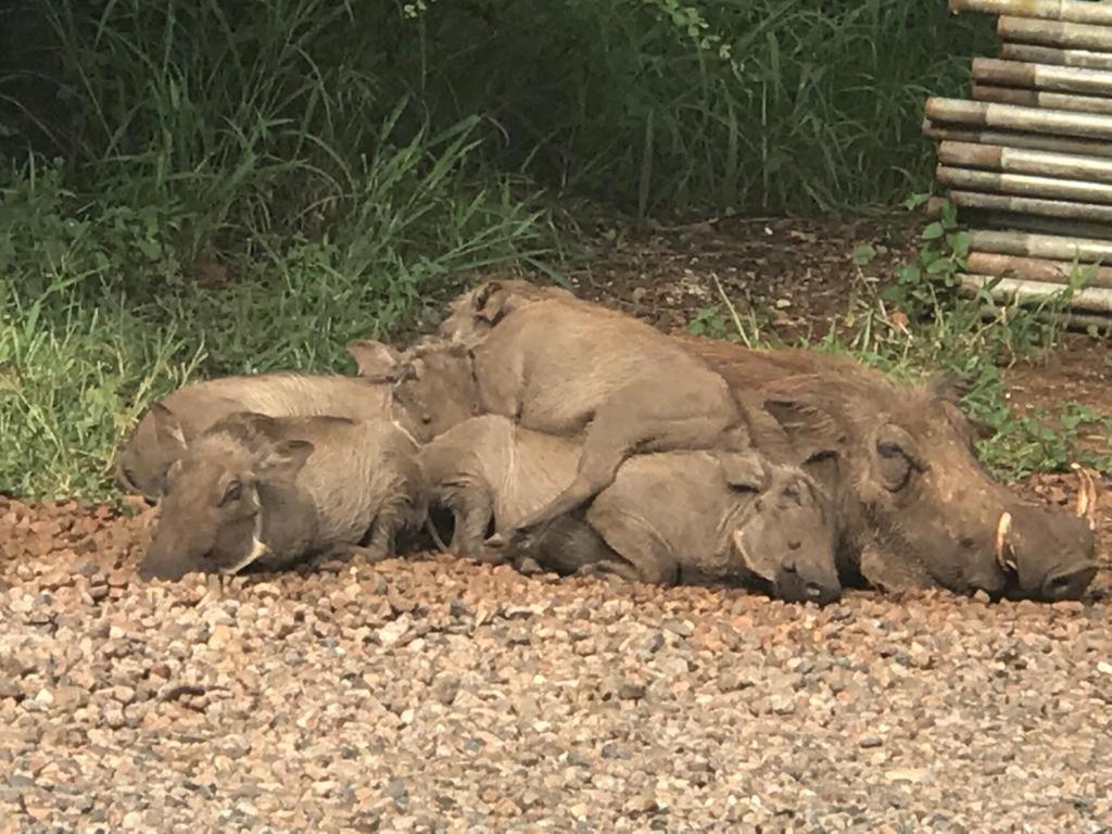 515 On Warthog By The River Marloth Park Exteriör bild